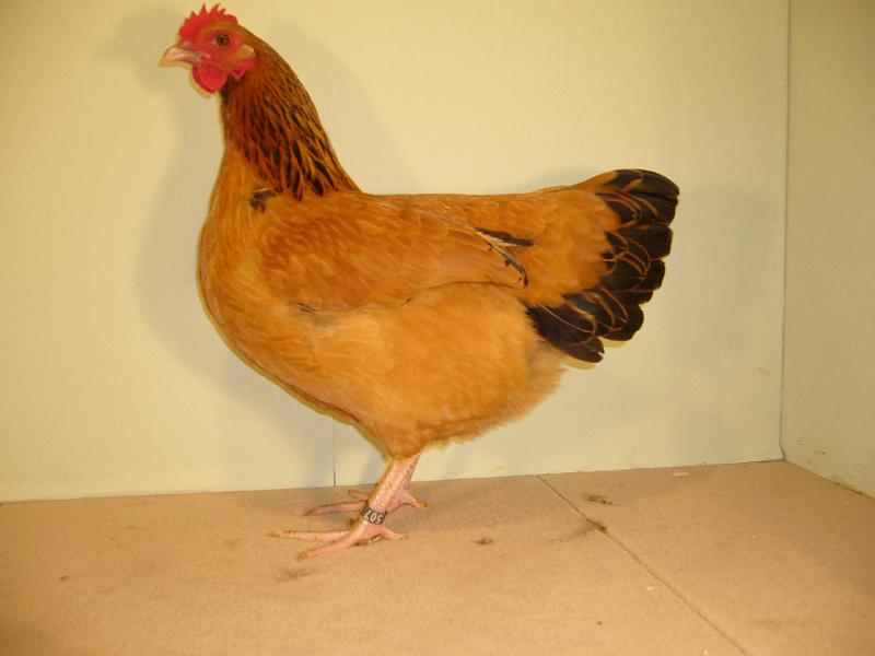 Muenster 2008 733.jpg - Zwerg Sussex gelb-schwarzcolumbia von Nienhaus Ulrich Preis V97 EB